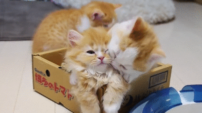 Cute Kittens Playing In Box GIF
