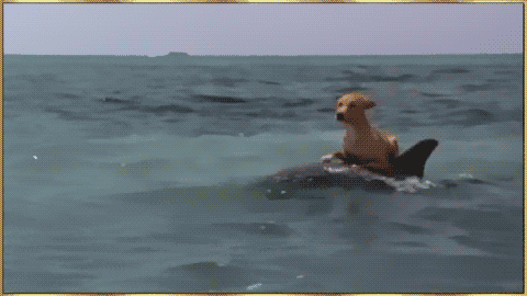 Dog Riding a Dolphin Animal Friend GIFs