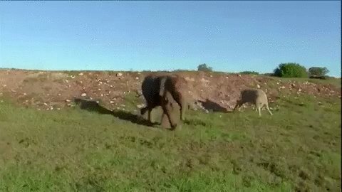Sheep and Elephant Friend GIF