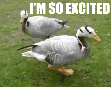 Cute ducks dancing and excited on the grass