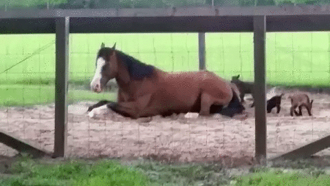 Horse and Goats Animal Friend GIFs 