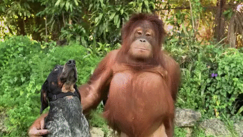 Orangutan Hugging Dog Animal Friend GIFs
