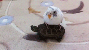 Bird Riding a Turtle Animal Friend GIFs