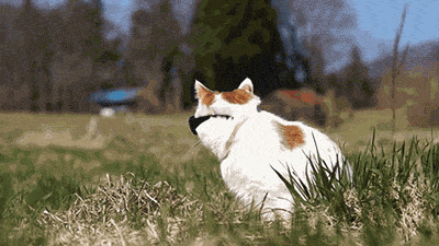 Coolest Cat Gif with Sunglasses