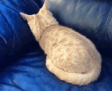 Cat Snuggles Into Couch GIF 