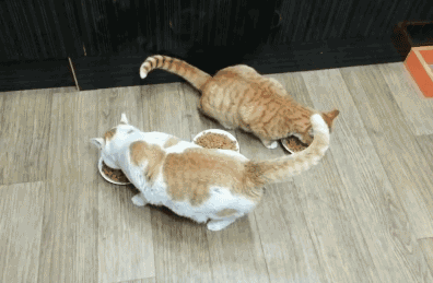 Kitten Blocks Cat GIF 