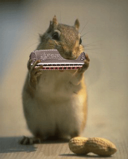 squirrel_harp
