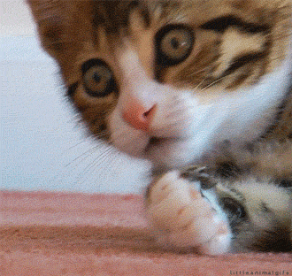 Surprised Cute Cat Gif 
