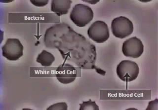 Too Many or Too Few Red Blood Cells | Effects on the Body ...