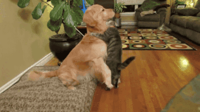 An Unlikely Friendship - Animal Gifs - gifs - funny animals