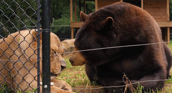 An Unlikely Friendship - Animal Gifs - gifs - funny animals