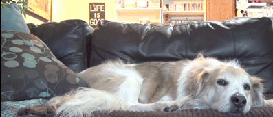 Cute-Little-Cat-Jumping-Attack-on-Dog Cat Versus Dog GIFS