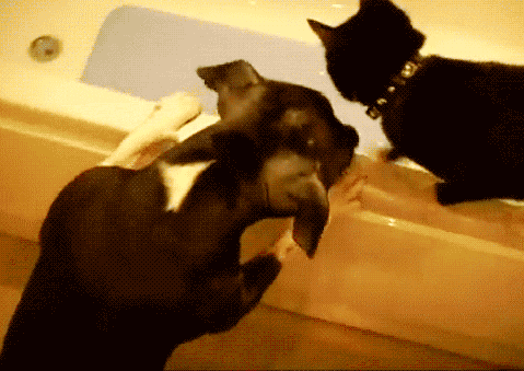 dog pushes cat into bathtub Cat Versus Dog GIFS