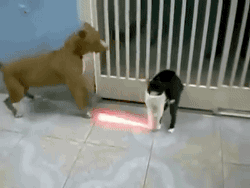 cat light saber: Cat Versus Dog GIFS