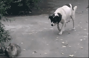 Stealth dog attacked by cat: Cat Versus Dog GIFS