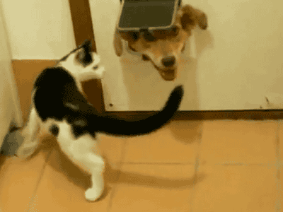 dog attacked by cat door: Cat Versus Dog GIFS