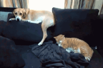 Dog hitting cat with tail: Cat Versus Dog GIFS