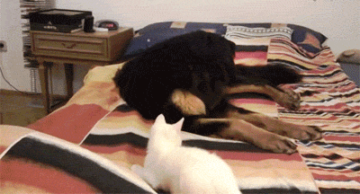 dog falls asleep on kitten: Cat Versus Dog GIFS