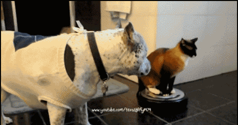 Dog vs Cat Gif on a Roomba
