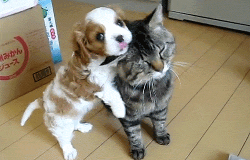 Cute puppy mauling kitten: Cat Versus Dog GIFS