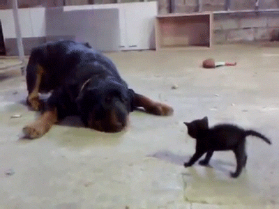 kitten attacks rottweiler: Cat Versus Dog GIFS