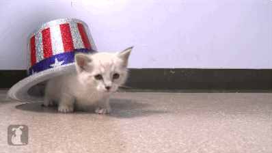 July 4th GIFS with kittens