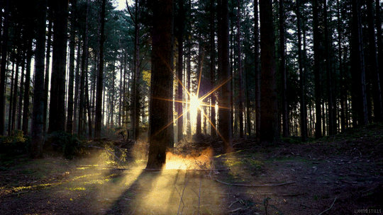 dawn through the forest summer nature gifs 
