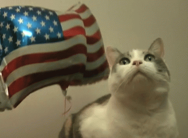 patriot cat July 4th GIFS