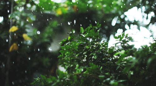 rain on summer day summer nature gifs