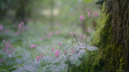 rain on flowers summer nature gifs