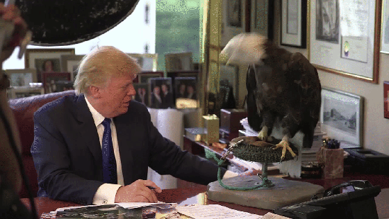 donald truimp attacked by eagle July 4th GIFS