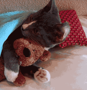 cat-snuggling-teddy-bear-gif-ep