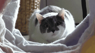 GIFs That End Too Soon: Wiggle Cat