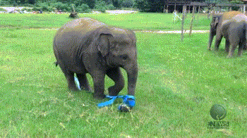 elephantplaying
