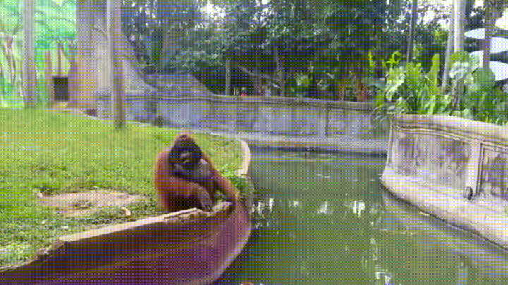 GIFs That End Too Soon: Orangutan Throws Banana to Human  
